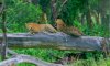 lake nakuru lodge leopards