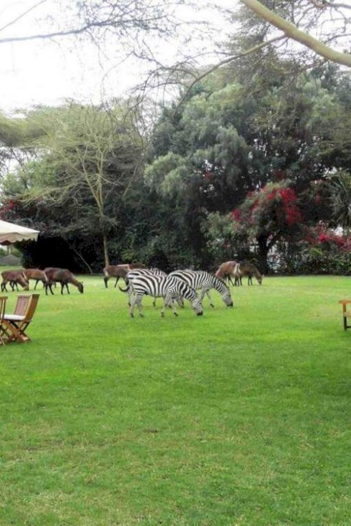 lake naivasha country club outside